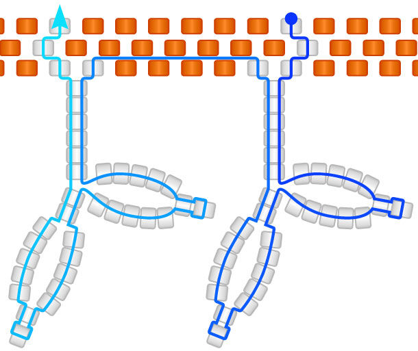 Illustration of multi-leaf fringe beading